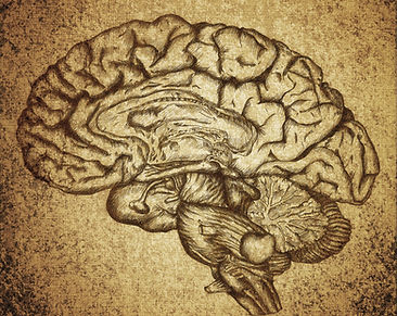 Brain Sketch