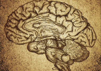 Brain Sketch