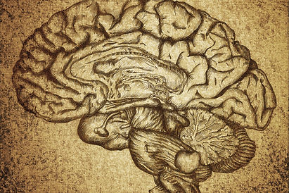 Brain Sketch