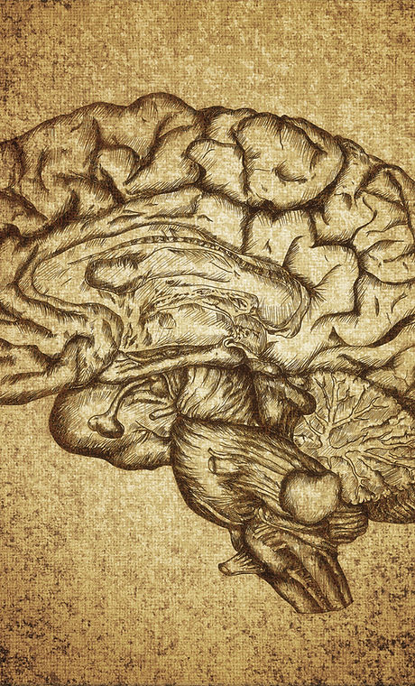 Brain Sketch