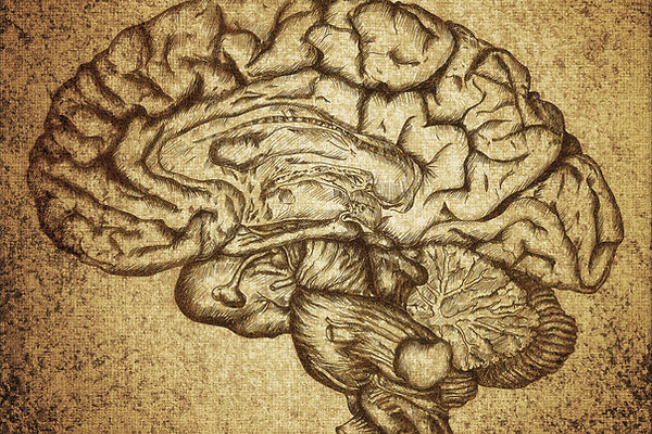Brain Sketch