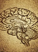 Brain Sketch