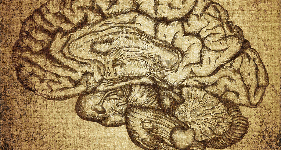 Brain Sketch