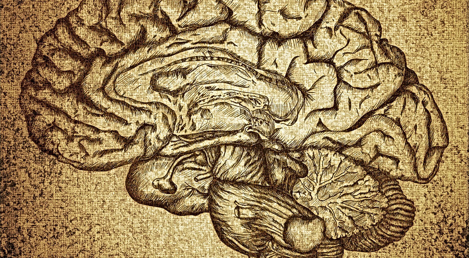 Brain Sketch