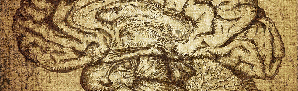 Brain Sketch