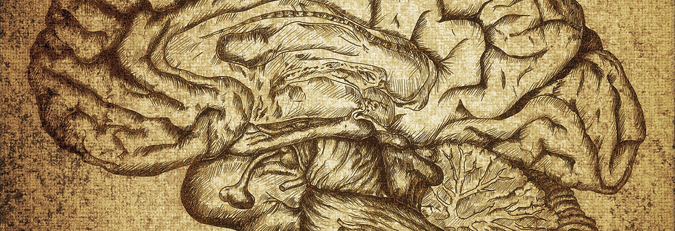Sketch cerveau