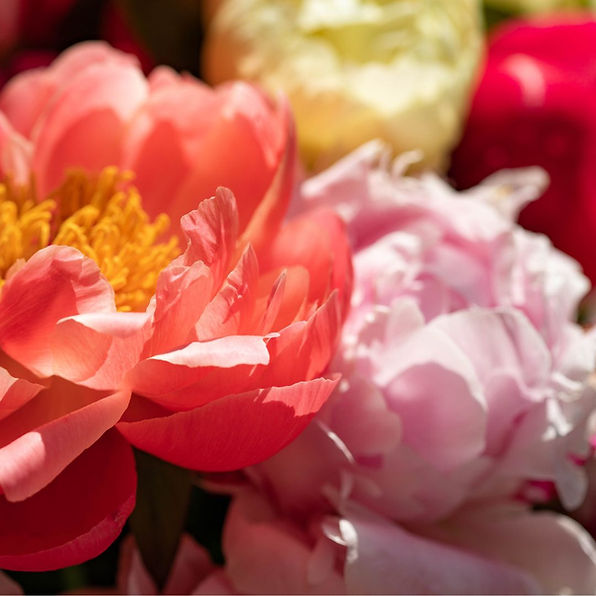 Peonies, a symbol of mature femininity