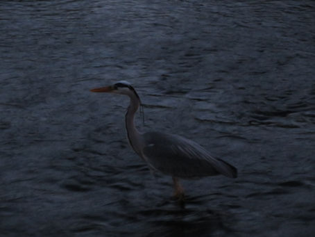 Heron Sighting