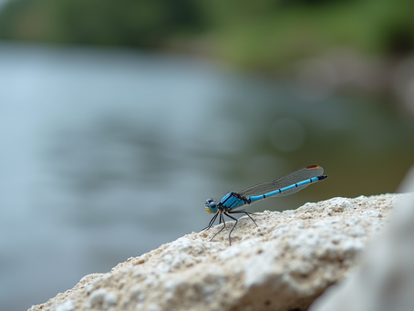Discovering Ballymacraven River: Environmental Importance and Wildlife Diversity