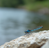 Discovering Ballymacraven River: Environmental Importance and Wildlife Diversity