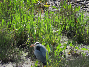 Restore Ballymacraven River Association 2024 Review