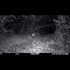 Ballymacraven River Residents - Fox