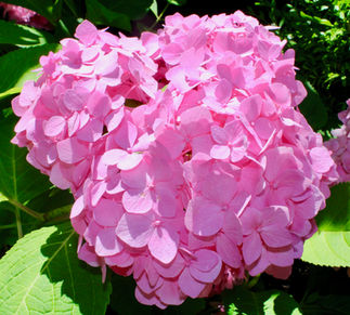 IMG_0137.jpeg