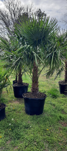 30 gal Windmill Palm 5' ft range from base of trunk to top front