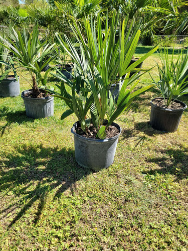 7 gal Needle Palm | Dodson's Palms & Plants of VA