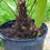 Thumbnail: 7 gal Needle Palm