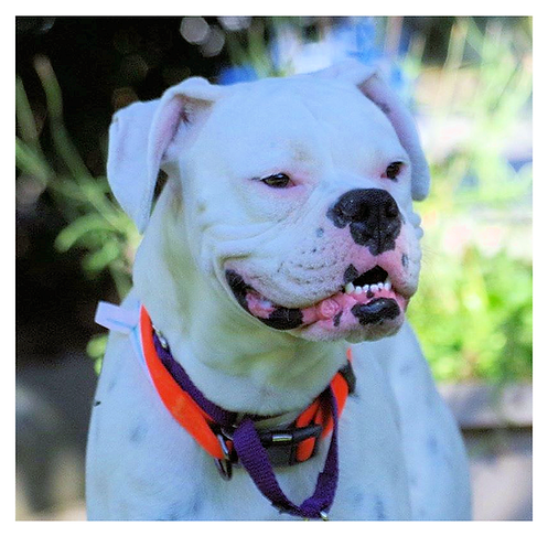 Think Before You Adopt A Boxer