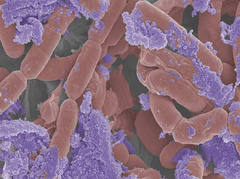 BIOFILM 1.png