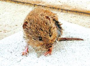 들쥐 출몰로 주민들 곤혹