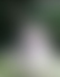 옐로스톤서 70대 여성 들소에 들이받혀 부상