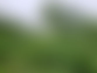 Breaking: Tornado Strikes one of America’s Largest Tea Farms, Brookhaven Mississippi