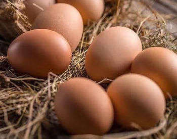 Pas de pénurie d'œufs au GAEC