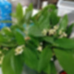 Muguet du premier mai résidence séniors services les hirondelles à Chalon-sur-Saône