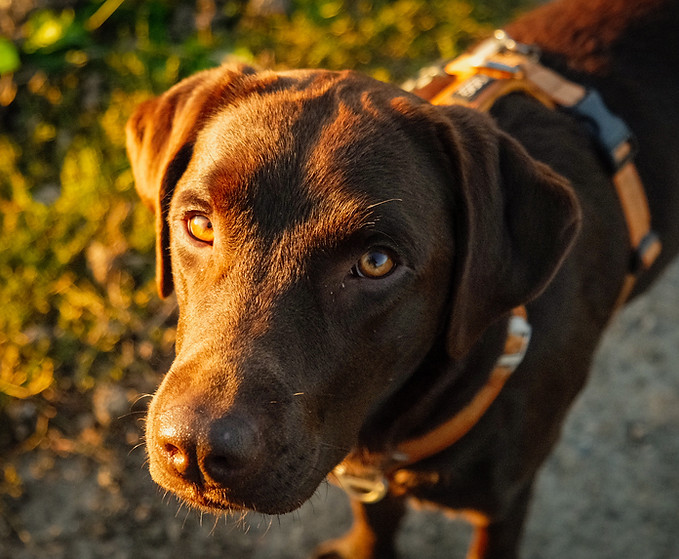 chien focus
