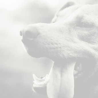 a close up of a dog with its mouth open_