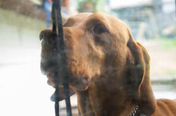 Please, let me come in!