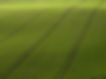 Arial View of Green Field