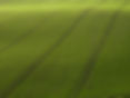 Arial View of Green Field
