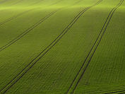 Arial View of Green Field