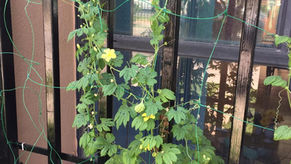 ゴーヤ in メキシコ