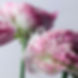 BLOOM YOUR LIFE