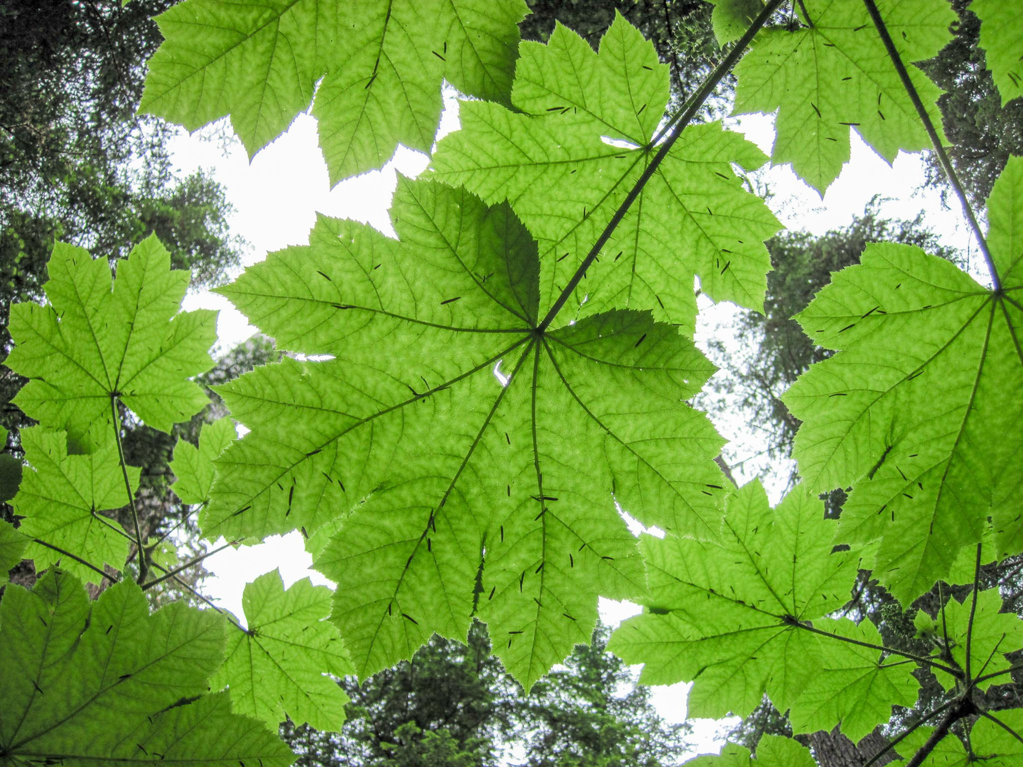 Elk River Trailhead - 3 - Canvas Print