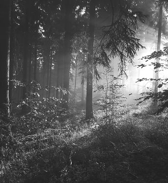 trees on forest with sun rays_edited.jpg