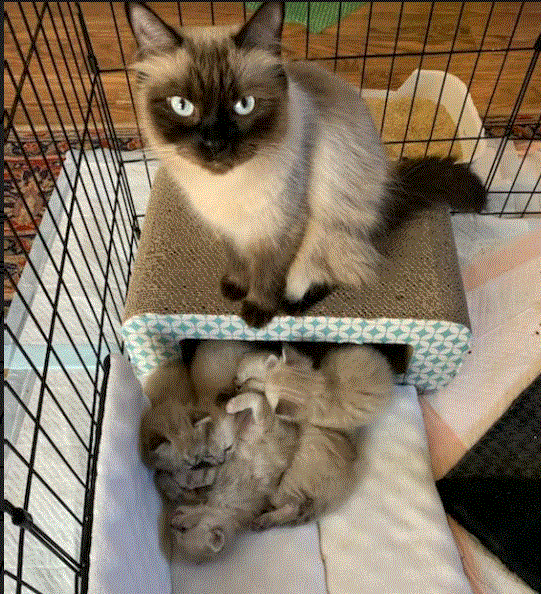 Coca and babies.GIF