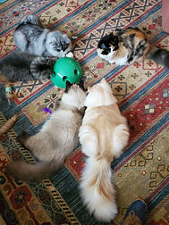 all 5 around toy.jpeg