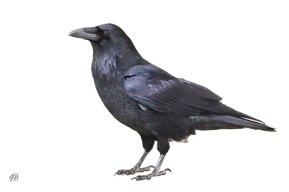 Common Raven