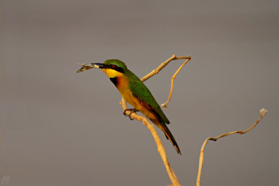 Little bee-eater with butterfly lunch(Copy)