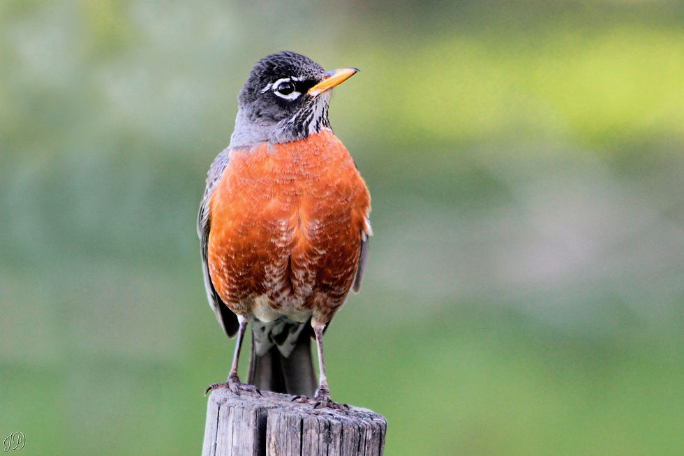 American Robin