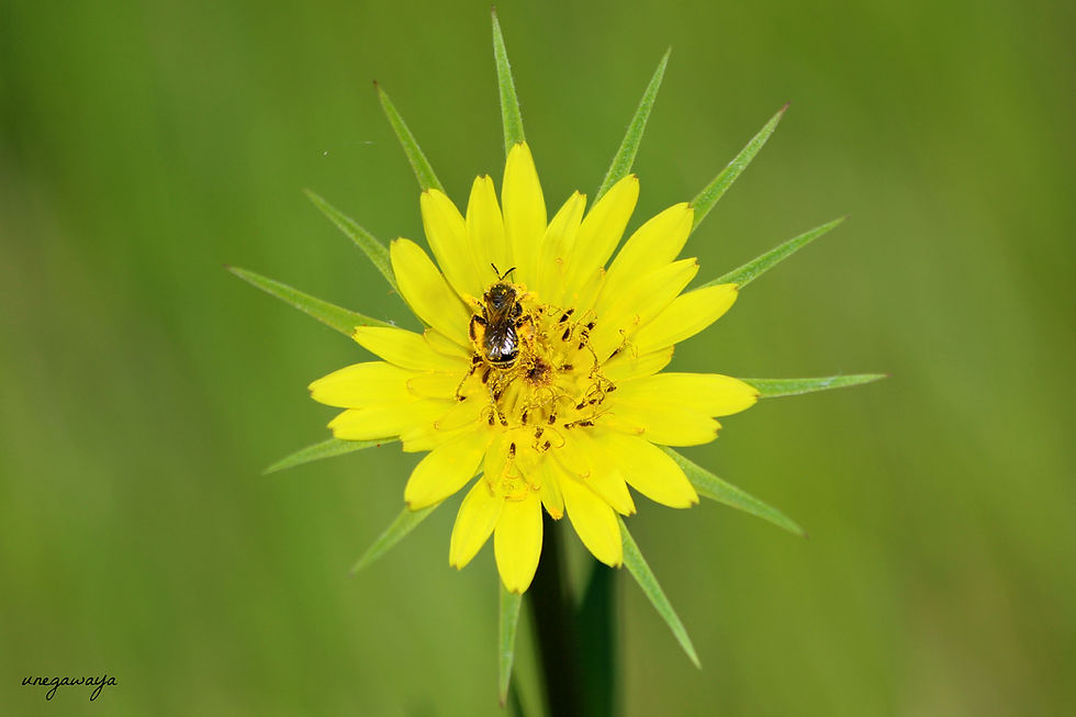 Bee on a goat's beard flower.jpg