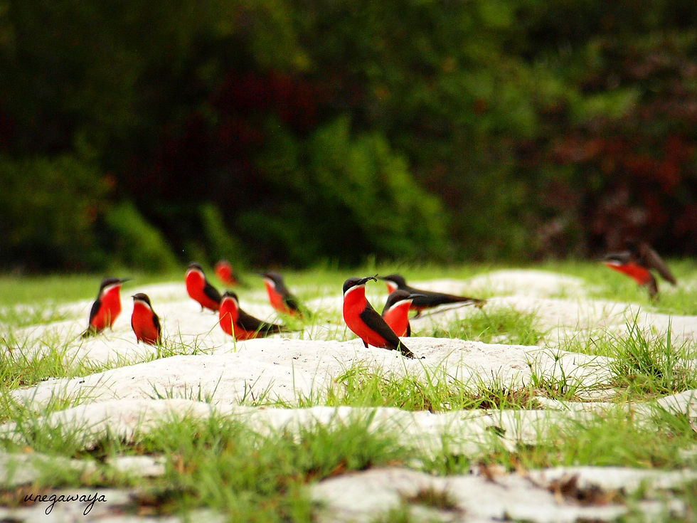 Rosy bee-eater