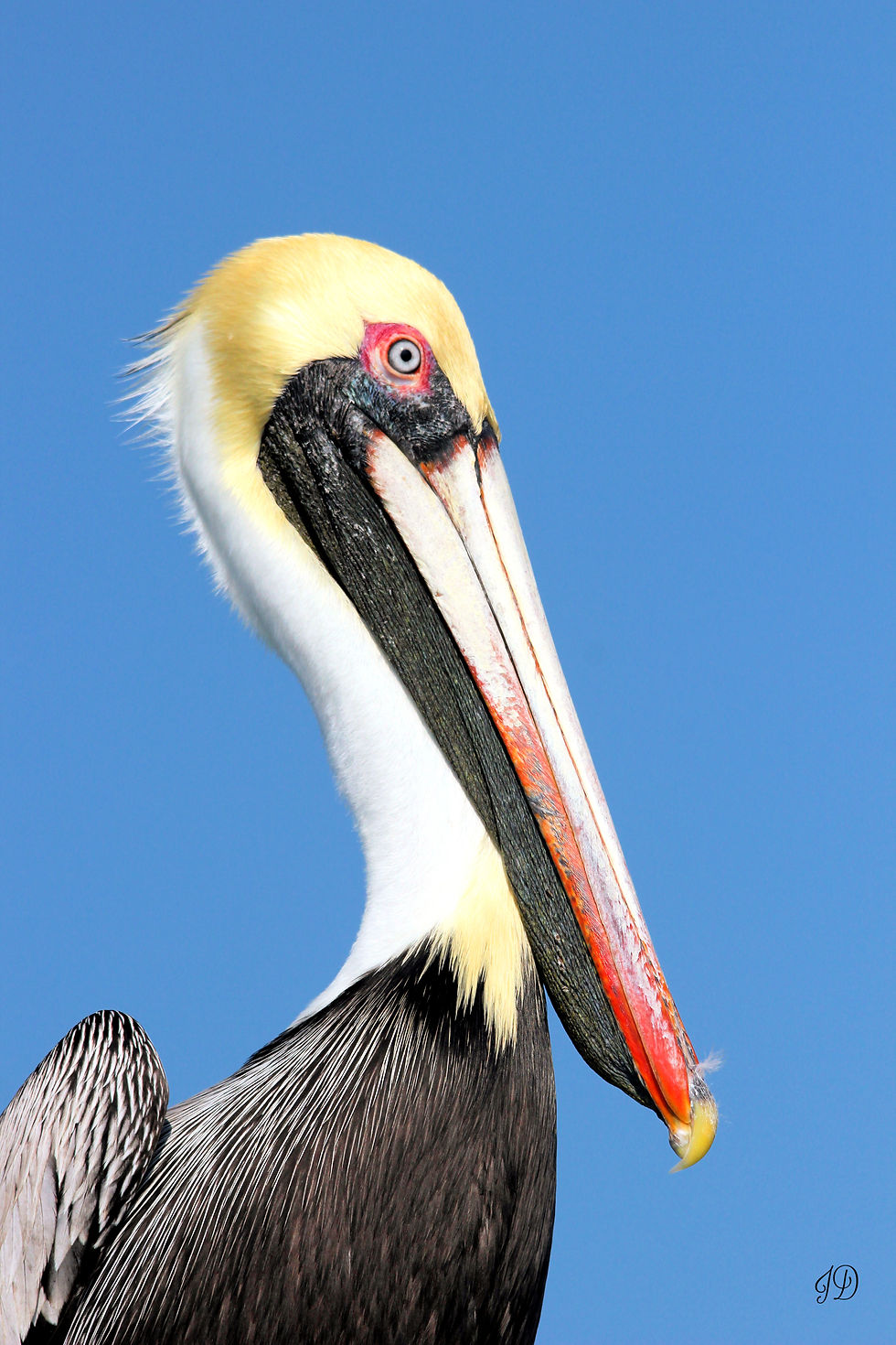 Brown Pelican