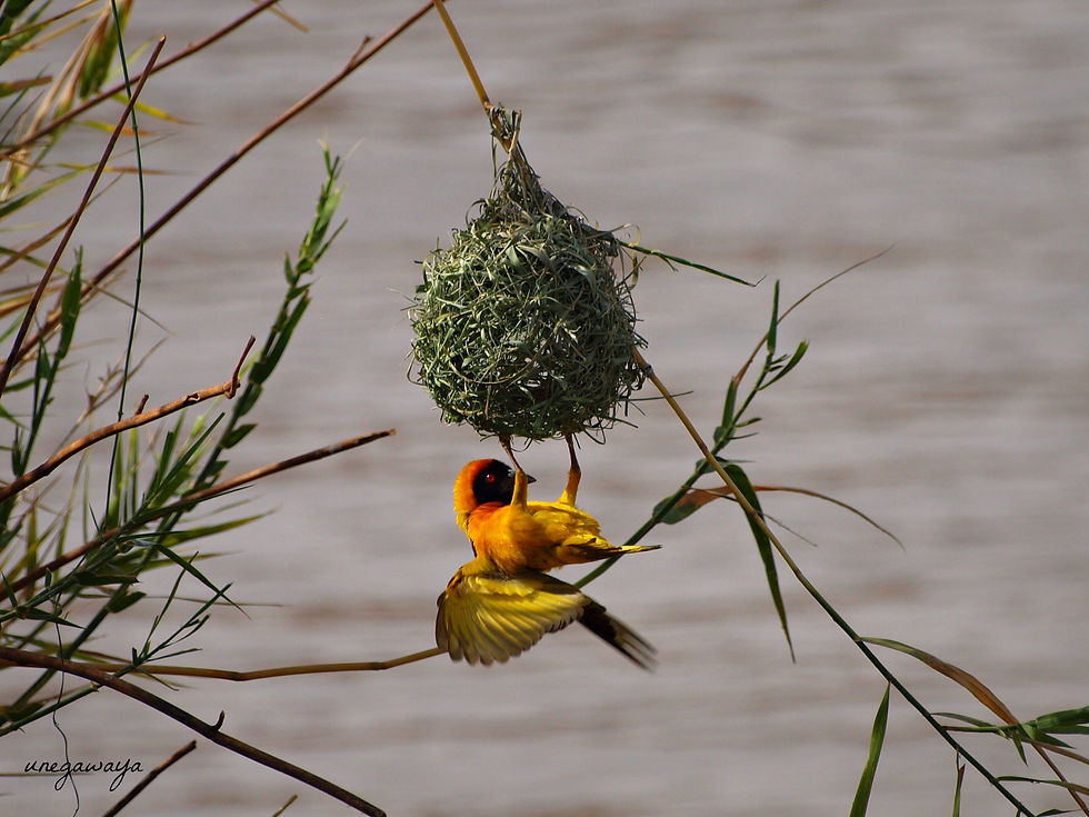 Village weaver building nest