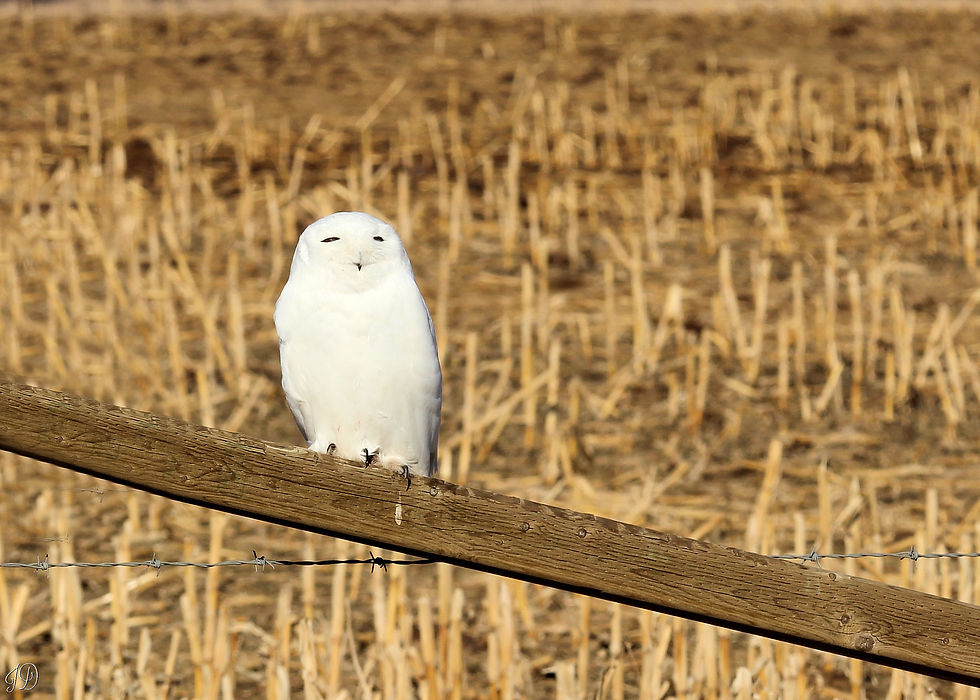 Snowy Owl