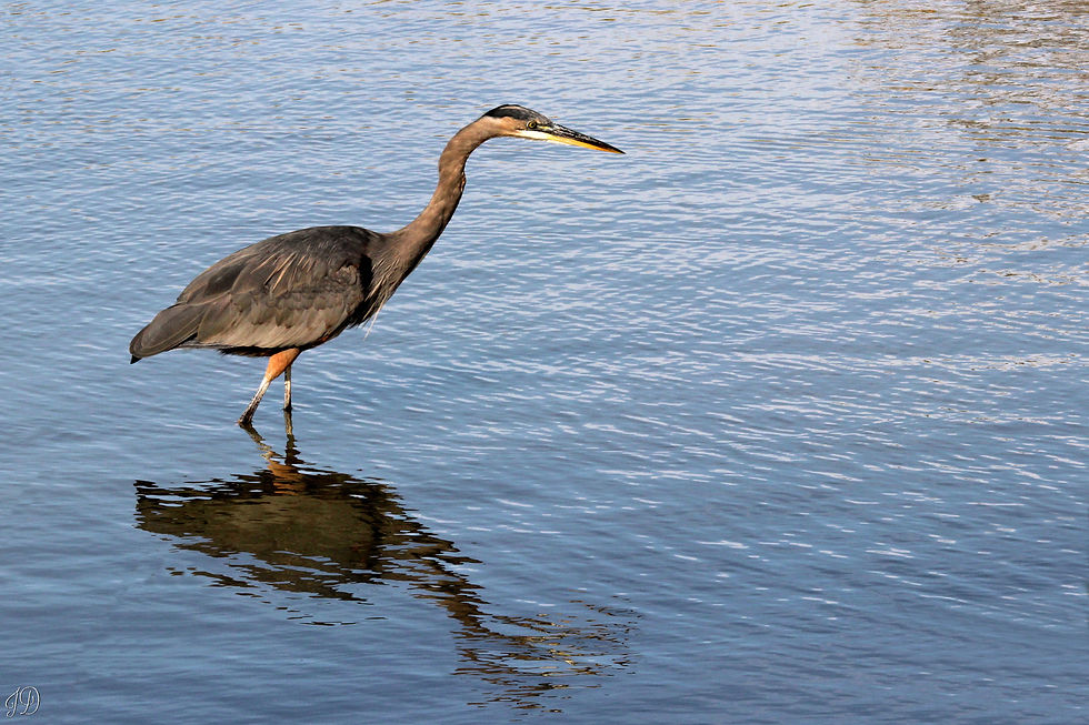 Great Blue Heron
