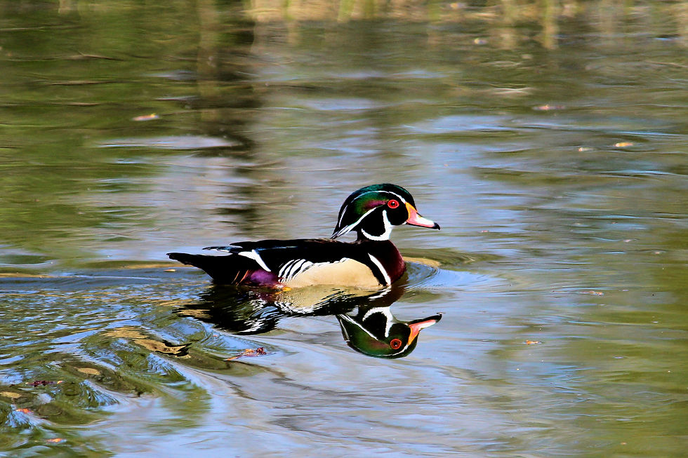 Wood Duck