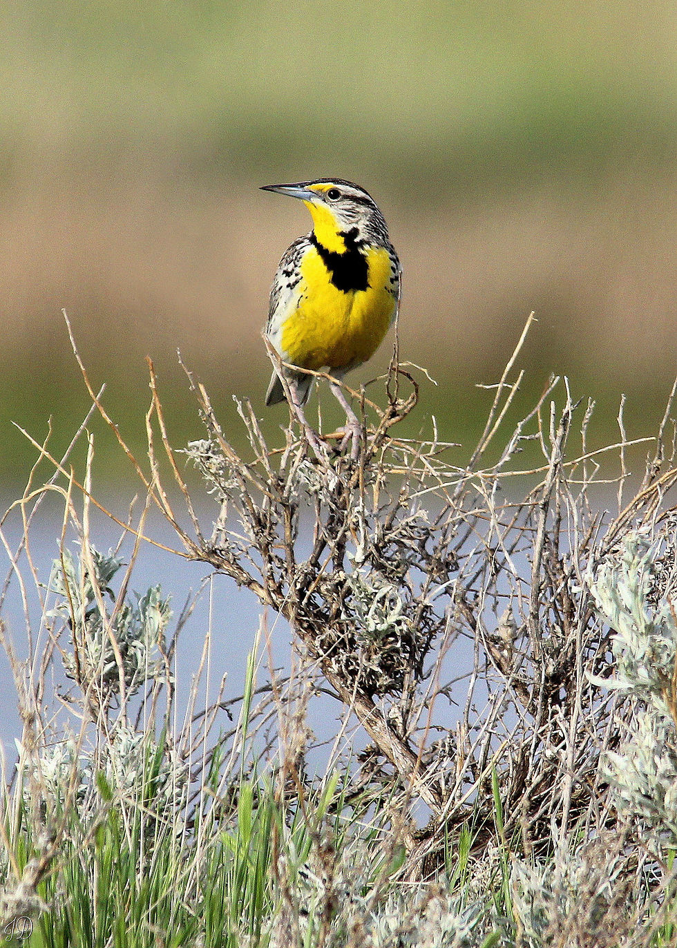 Western Meadowlark